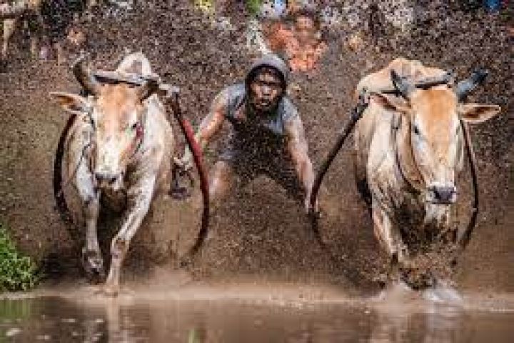 PACU JAWI